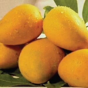 Hyder Saheb Mango (Classic Taste)