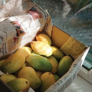Peddha Rasalu Mango (Farm Fresh)