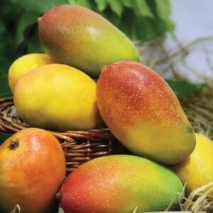 Suvarnarekha Mango (Striped Beauty)