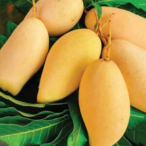 Thai Mango (Exotic Sweet)
