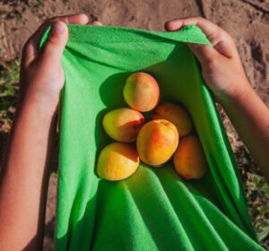 some-person-holding-apricot-inside-his-shirt-top-view